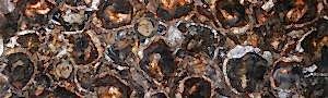 Brown Petrified Wood