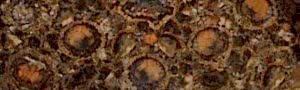 Petrified Wood With Gold