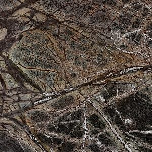 rain forest brown