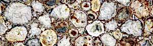 White Petrified Wood